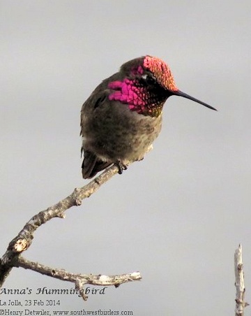 anna's hummingbird