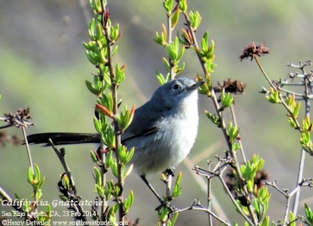 california gnatcatcher