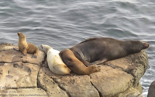 california sea lions