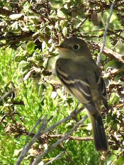 pacific-slope flycatcher