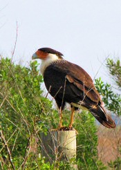 Crested Caracara