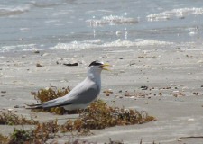 Leat Tern