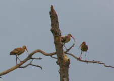 Immature White Ibis