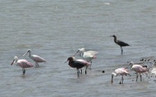 Reddish Egrets