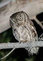 western screech-owl