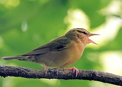 Worm-eating Warbler