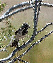 black-throated sparrow