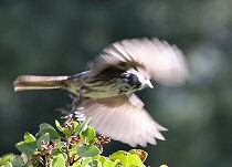 Fox Sparrow