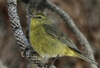 orange-crowned warbler