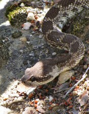 pacific rattlesnake