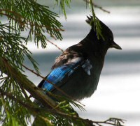 Steller's Jay