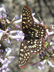 Variable Checkerspot