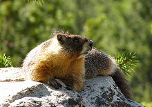 yellow-bellied marmot