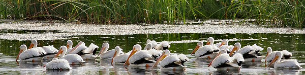 pelicans