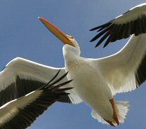 American White Pelican