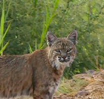 Bobcat