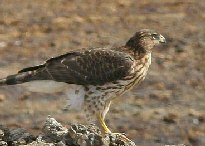 Cooper's Hawk