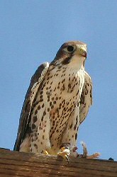 Prairie Falcon