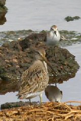 Shorebirds