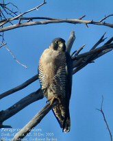 peregrine falcon