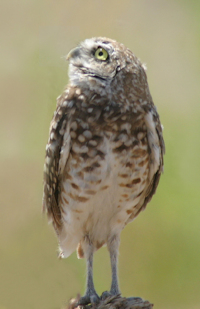 Burrowing Owl