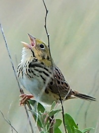 Henslow''s Sparrow
