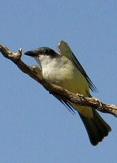 thick-billed kingbird
